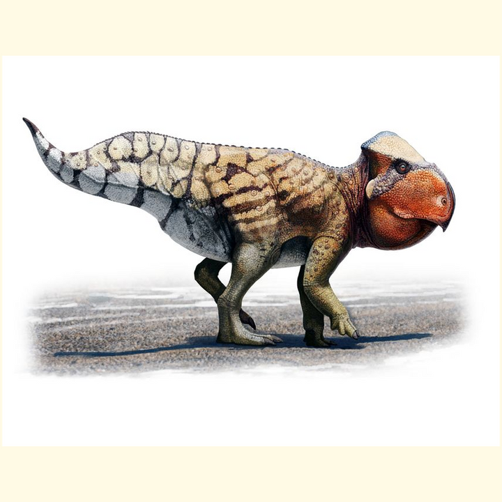 The Udanoceratops Poster by Jurassic Studio features detailed dinosaur art with a large, rounded head, beak-like mouth, short horns, and scaly beige, brown, and gray stripes as it walks on four legs.