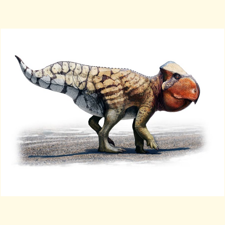 The Udanoceratops Poster by Jurassic Studio showcases dinosaur art of a large, round-headed ceratopsian with short horns and a beak, perfect for canvas prints.