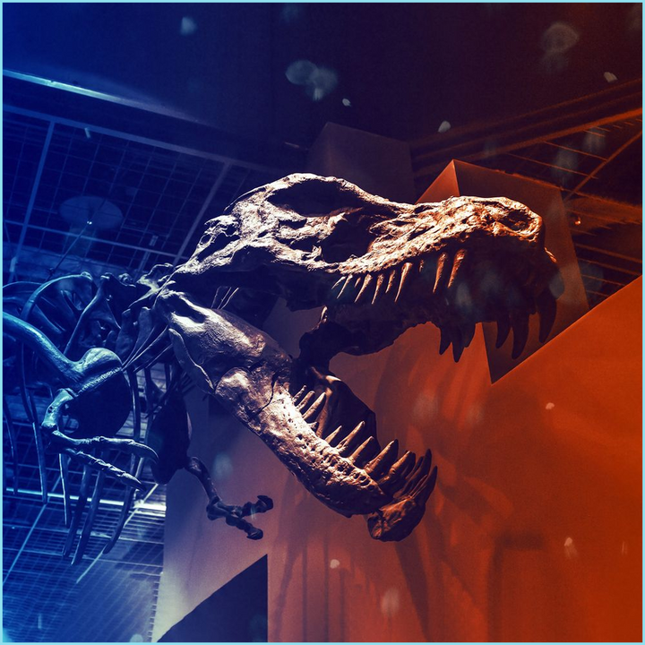 T-Rex Skeleton Poster