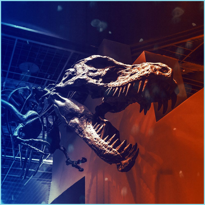 T-Rex Skeleton Poster
