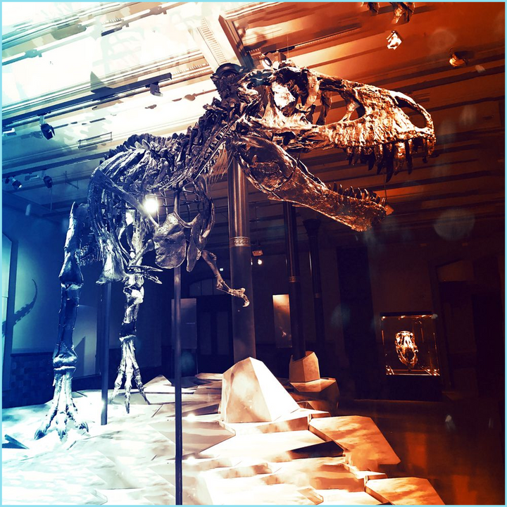 T-Rex Full Skeleton Poster