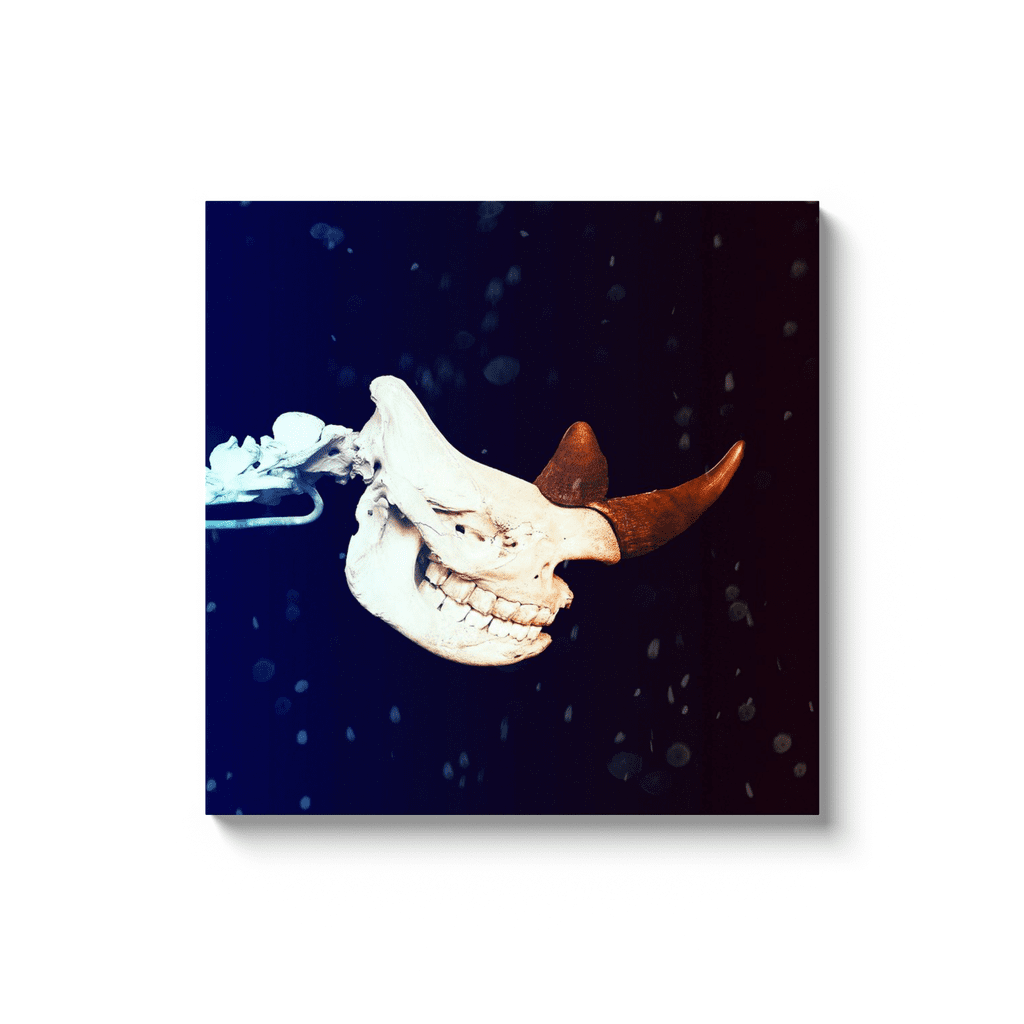 Rhinoceros Skeleton Head Canvas Wrap | Jurassic Studio